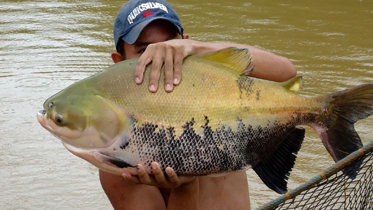 Produção de peixes é abundante em Rondônia, mas emperra na comercialização  - Engepesca - Redes para Aquicultura