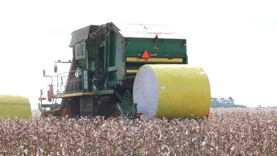 Rondônia tem plantado em torno de dez mil hectares de algodão com expectativa recorde de colheita para esta safra, podendo alcançar mais de 54 mil toneladas de algodão 