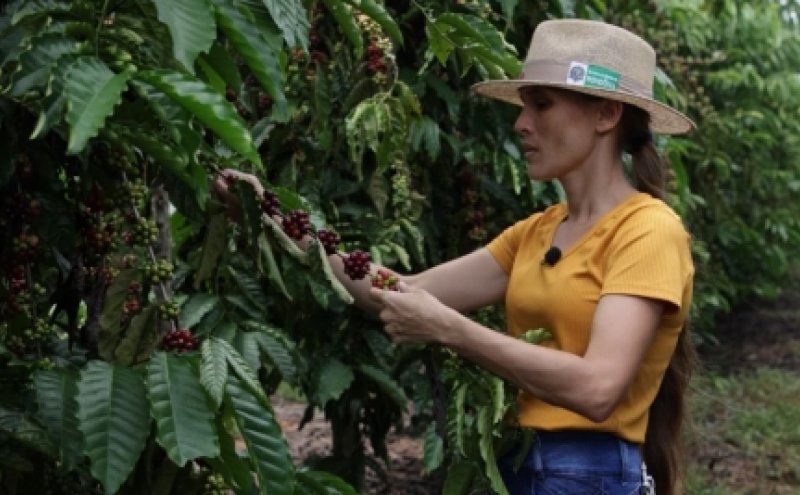 Mulheres produtoras de café de Rondônia estão entre as finalistas em