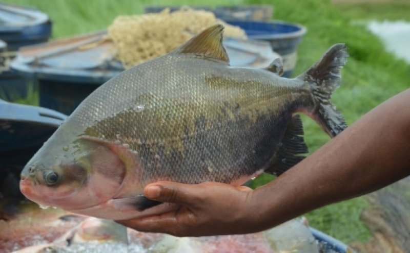 Produção de peixes é abundante em Rondônia, mas emperra na comercialização  - Engepesca - Redes para Aquicultura